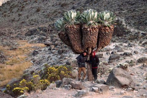 Kilimanjaro nationalpark - 8 dagar Lemosho Route