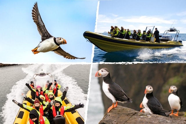 Reykjavik: Puffin Watching RIB Speedboat Tour