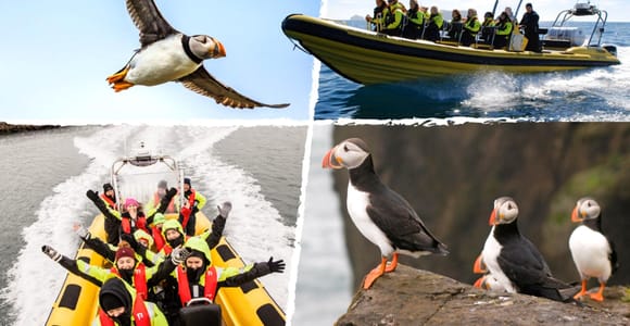 Reykjavik: Puffin Watching RIB Speedboat Tour