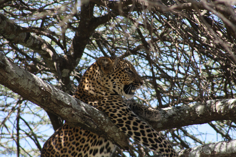 Arusha: 3-Day Safari to Tarangire, Lake Manyara, and …