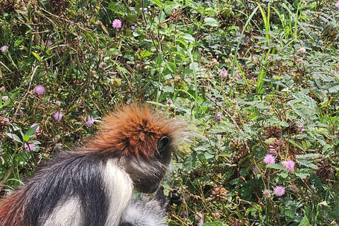 Zanzibar: Las Jozani, Jaskinia Salaam i restauracja RockLas Jozani, jaskinia Salaam i restauracja The Rock. Bez transportu.