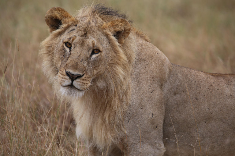 Demi-journée au parc national de Nairobi avec prise en charge gratuite