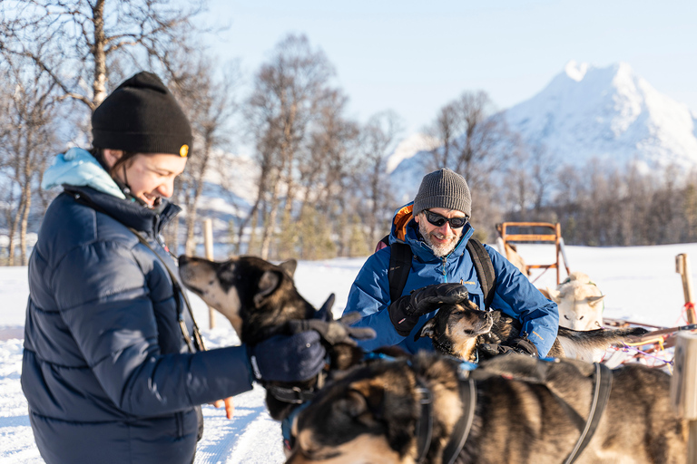 Da Tromsø: Esperienza Husky con giro in slitta trainata da cani in autonomiaEsperienza Husky e tour in slitta trainata da cani: 8:10 AM