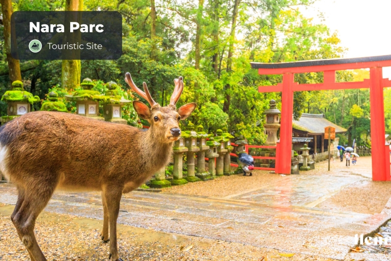 Osaka & Nara : The Only Guide