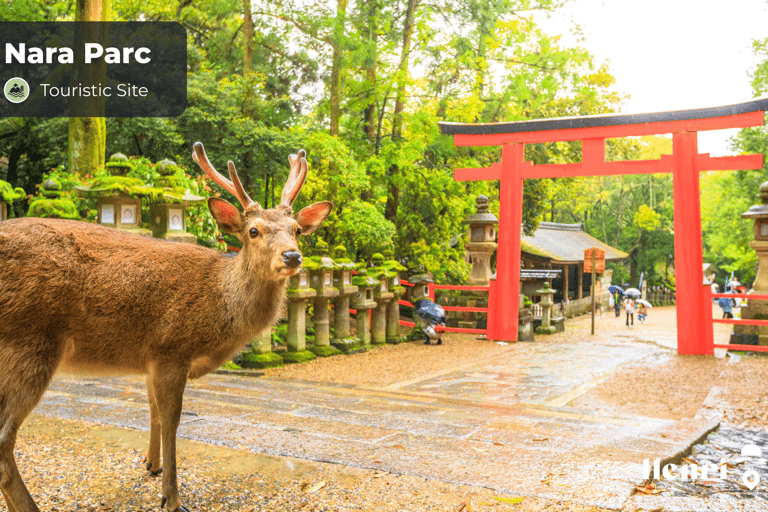 Osaka e Nara: o único guia