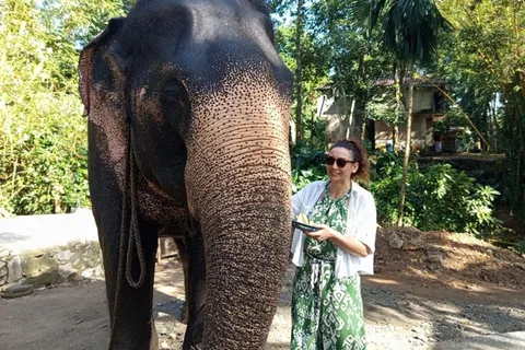 From Colombo or Negombo: Pinnawala, Kandy & Tea Factory Tour