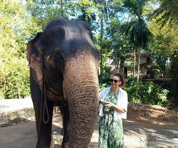 Vanuit Colombo of Negombo: Pinnawala, Kandy & Theefabriek Tour
