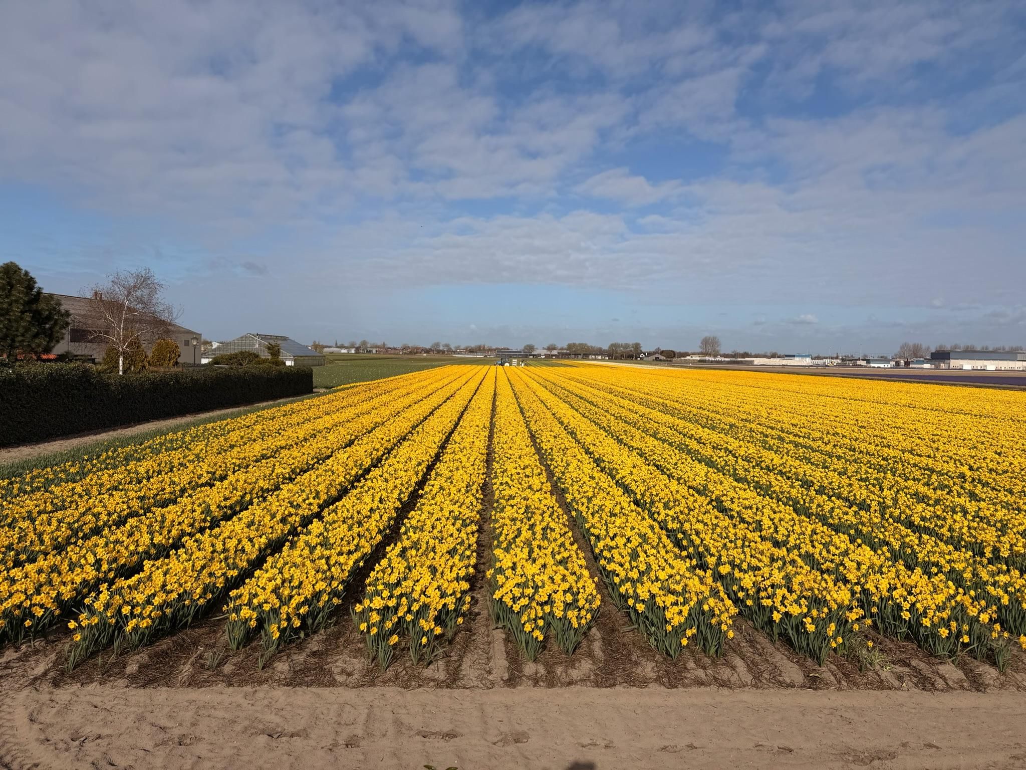 Amsterdam: Tour nach Haarlem, Zaanse Schans und Volendam