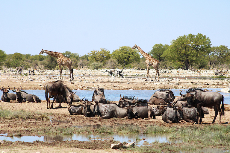 Windhoek: 3-Day Guided Safari in Etosha with Lodge
