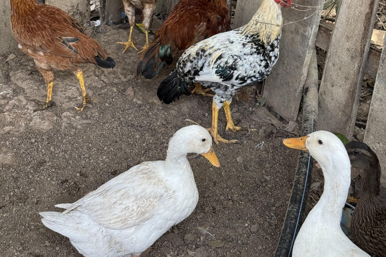 El Nido, Sibaltan: Local Organic Farm Tour & Product Tasting Farm Tour: 2 to 5