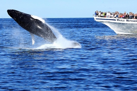 Wycieczka łodzią z obserwacją wielorybów w TrincomaleeOpcja standardowa