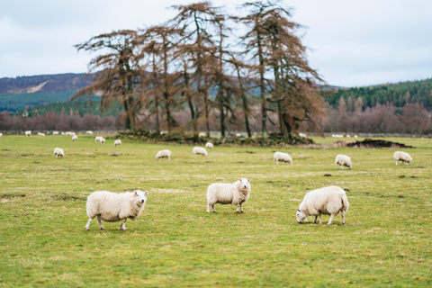 From Aberdeen: Dunnottar Castle and Cairngorms Day Trip