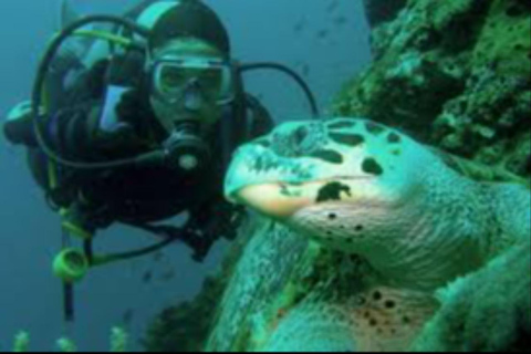 Salalah: Scuba Diving Discover Oman’s hidden underwater gems