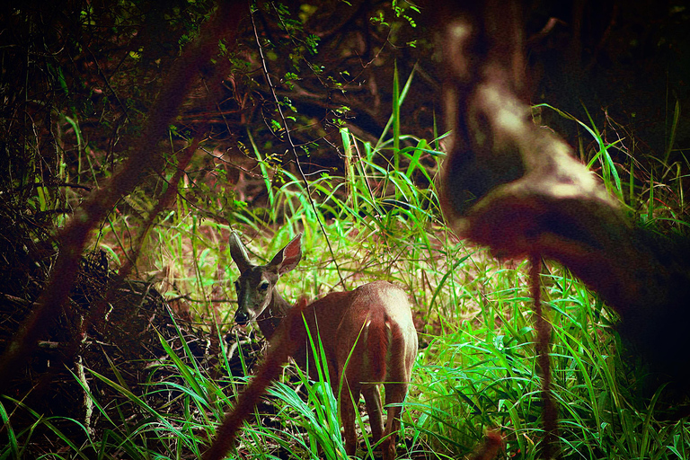 Bacalar: Calakmul Ruins Day Trip with a Stop In The Jungle