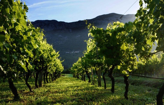 Visit Wine tasting on Peninsula Pelješac wine tour from Dubrovnik in Dubrovnik