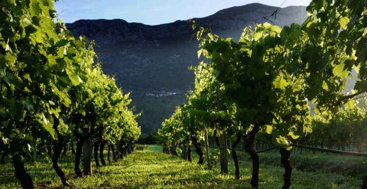 Wijnproeverij op schiereiland Pelješac wijntour vanuit Dubrovnik