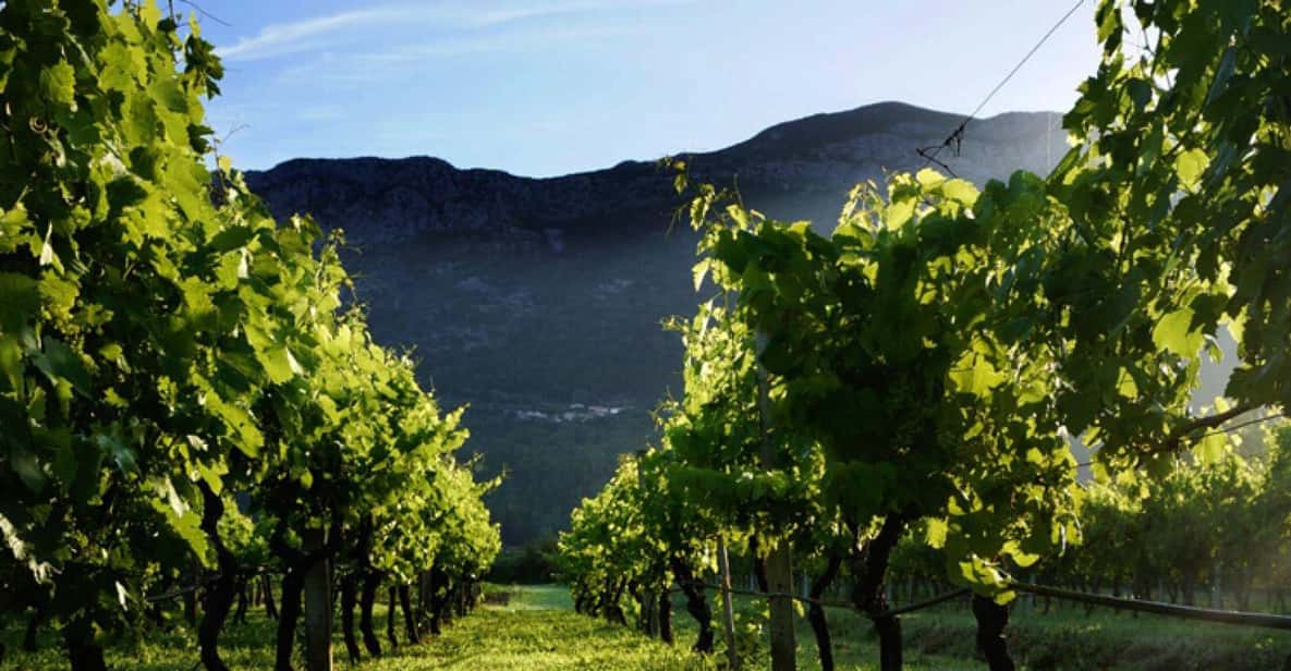 Vinprovning på halvön Pelješac vinresa från Dubrovnik | GetYourGuide