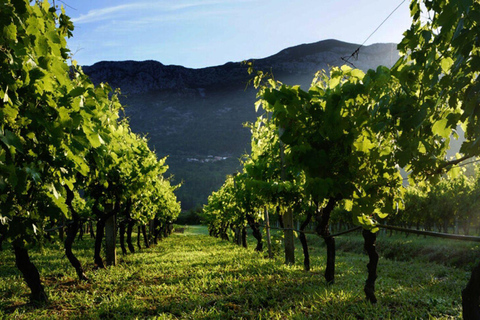 From Dubrovnik Konavle wine tasting tour and Cavtat