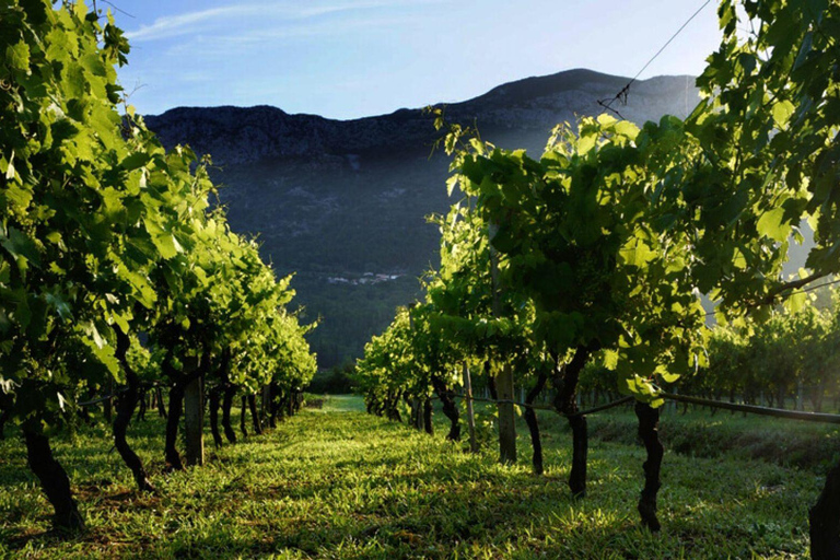From Dubrovnik Konavle wine tasting tour and Cavtat