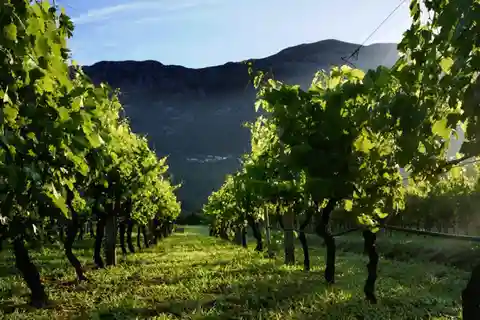 Från Dubrovnik Konavle vinprovningstur och Cavtat