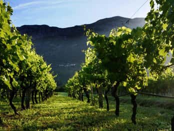 Au départ de Dubrovnik, dégustation de vins à Konavle et Cavtat