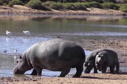 Safari dos Big Five e viagem de 1 dia com guia ao Vale do Rio Breede