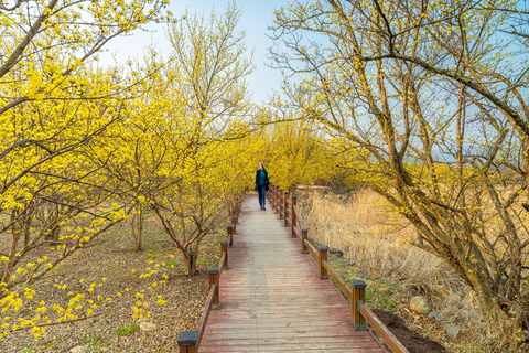 Séoul/Busan : visite d&#039;une journée au festival des pruniers en fleurs de GwangyangDépart de Busan depuis la station de métro de Busan