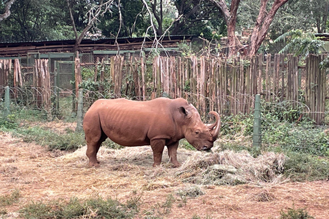 Un&#039;esperienza emozionante al Parco Nazionale di Nairobi