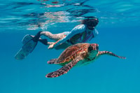 Bundaberg、Barrier Reef＆Lady Musgrave Island Dayツアーから - Housity