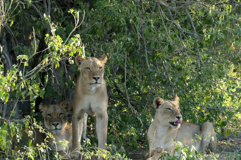 5 jours et 4 nuits de safari à Madikwe et Pilanersbeg