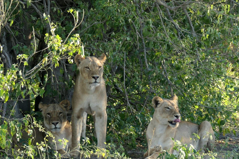 5 dagar 4 kvällar Safari Tour i Madikwe och Pilanersbeg