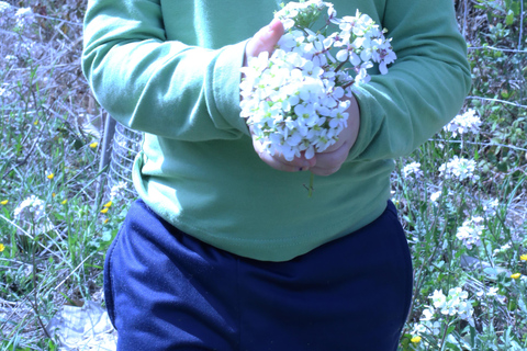 Vild promenad: upptäck den lokala vilda floran