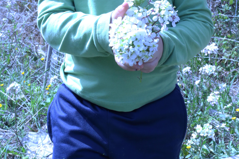 Wild walk: discover the local wild flora