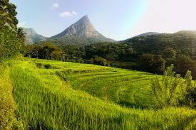 康提：米穆尔村一日游（含午餐及导览）康提：米穆尔村一日游（含午餐及导游服务）