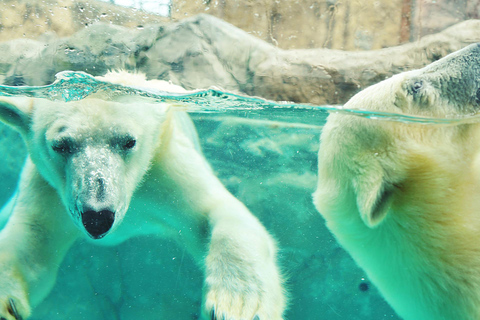 Sapporo: Asahiyama Zoo, Blue Pond, & Farm Tomita Tour