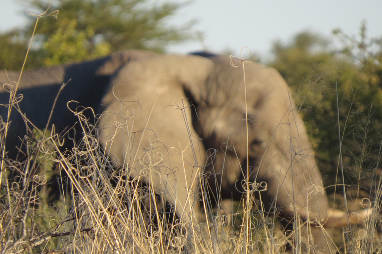 Victoria Falls & Chobe: 3-Day Safari with Cruise & Meals