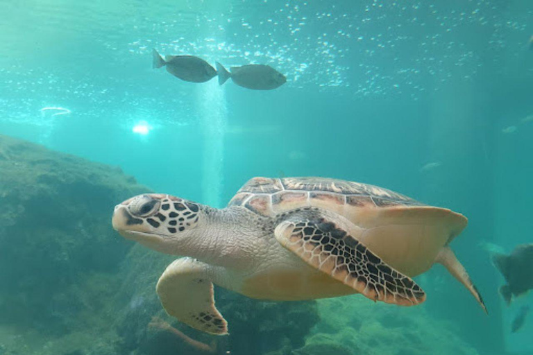 Sabah : Visita a la ciudad de Kota Kinabalu con comida/cenaKota Kinabalu: Visita a la ciudad de Kota Kinabalu