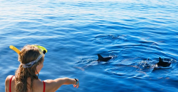 Dolphin Watching and Snorkeling Tour with Hotel Transfers