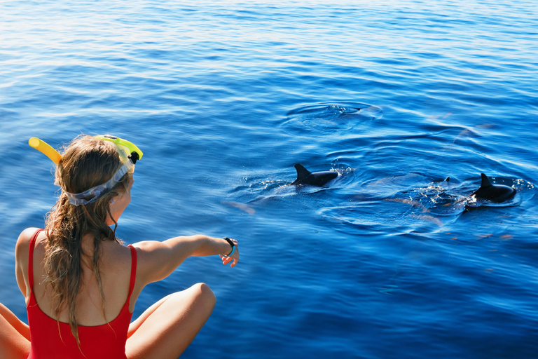 Dolphin Watching and Snorkeling Tour with Hotel Transfers