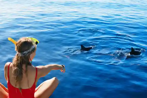 Tour di avvistamento dei delfini e snorkeling con trasferimenti dall'hotel