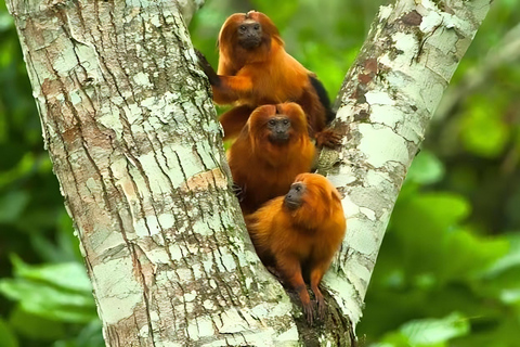 特雷索波利斯：大西洋森林野生动物探险之旅