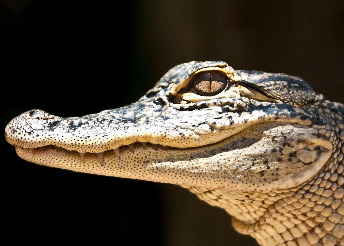 Sawgrass Park: Privates Airboat-Abenteuer in den Everglades