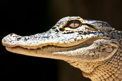 Miami Combo: Everglades Adventure and Sightseeing Tour Combo - Downtown Miami pickup