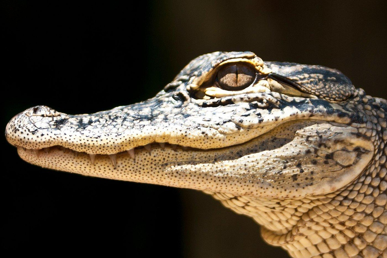Miami Combo: Everglades Adventure and Sightseeing Tour Combo - Downtown Miami pickup