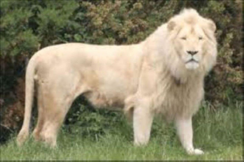 Parc des lions et safari : Safari en véhicule ouvert