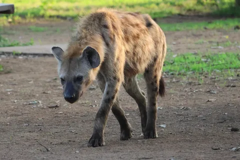 Hoedspruit: Kruger National Park FullDay Private Guided Tour