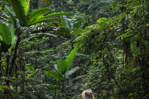 Xishuangbanna: Jinuo Mountain Rainforest Hike with Meal