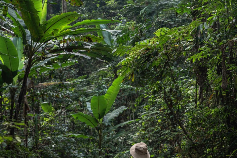Xishuangbanna: Jinuo Mountain Rainforest Hike with Meal