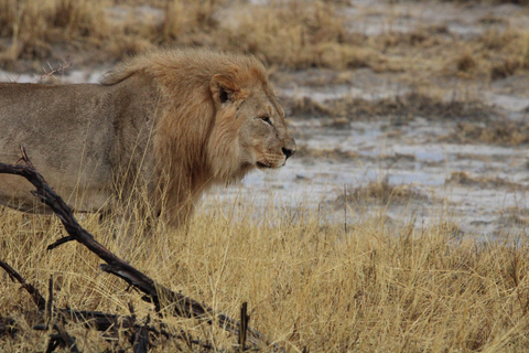 Windhoek: 3-Day Guided Safari in Etosha with Lodge