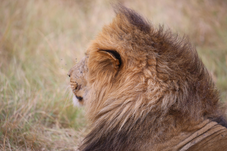 Demi-journée au parc national de Nairobi avec prise en charge gratuite